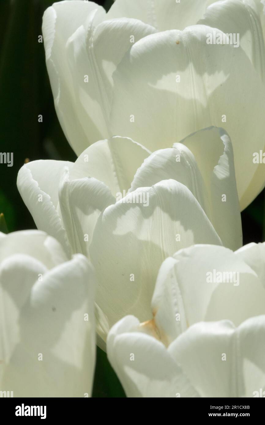 Tulip „Hakuun“ Tulipa, Weiß, Tulpen, Frühling, Blumen, Blütenblätter Stockfoto