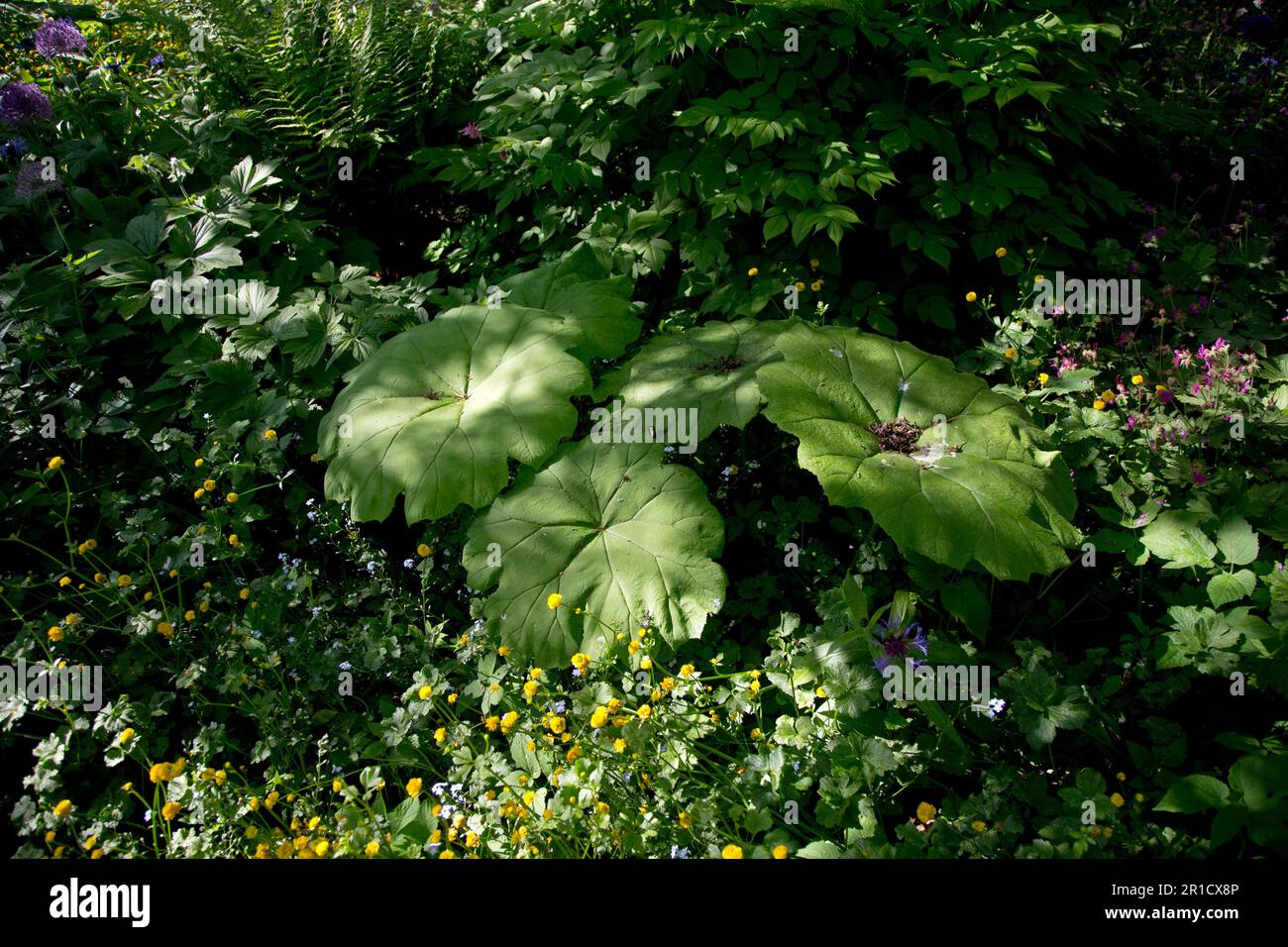 Ein alter Garten mit Vegetation auf dem Land. Parasollblad (Astilboides tabularis) Stockfoto