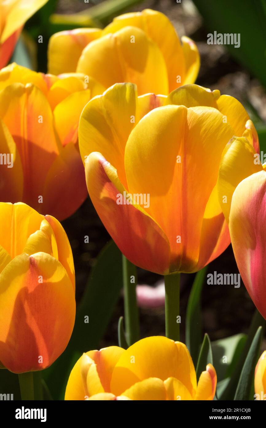 Orange, Blütenblätter, Tulpen, Gruppe, Darwin Hybrid, Tulpe, Blumen, Orange Tulpen Stockfoto