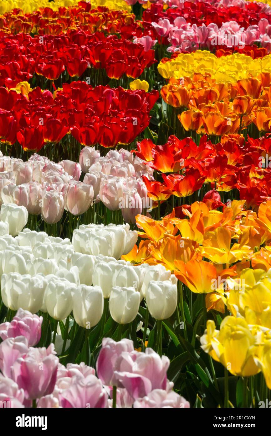 Mehrfarbig, Gruppe, Garten, Display, Tulpen, Farbig, Kultivare, Weiß, Orange, Rot, Pinkfarben Gemischt, Blumenbett Stockfoto