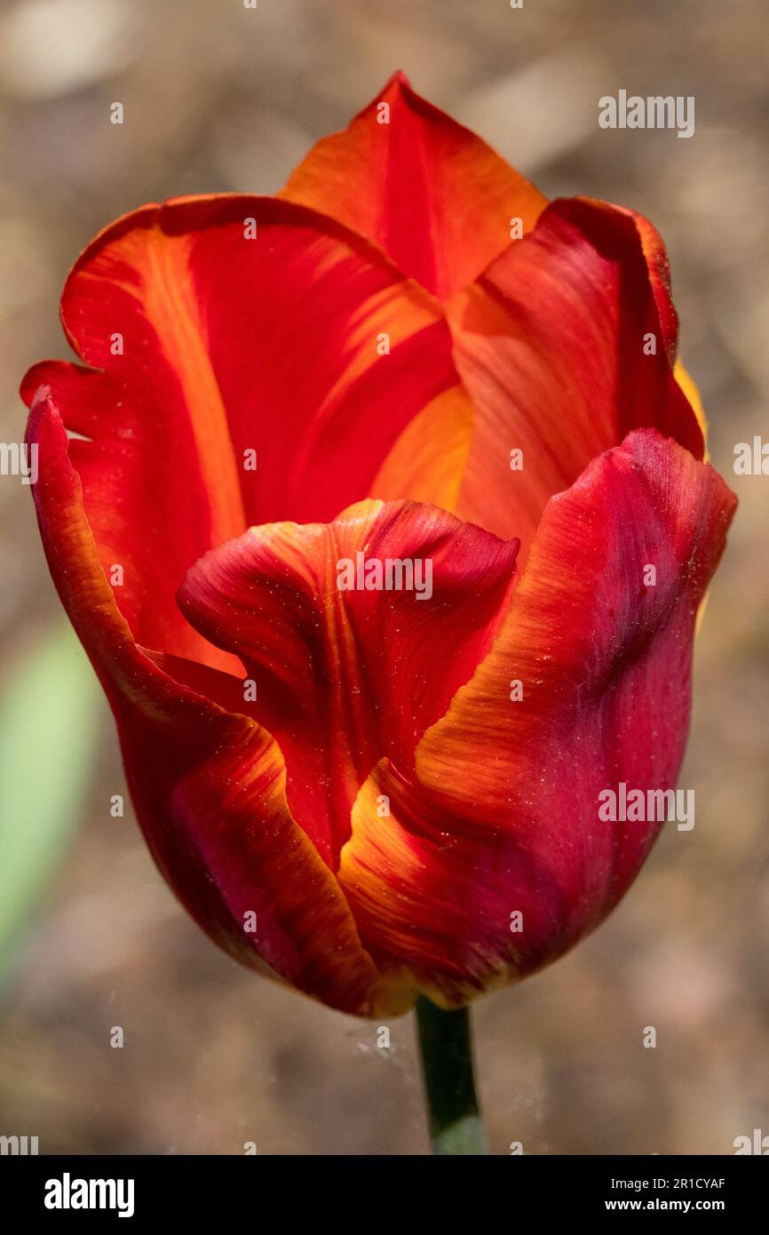 Tulip 'Annie Schilder' Tulipa, Blume, Portrait Tulip Red Stockfoto