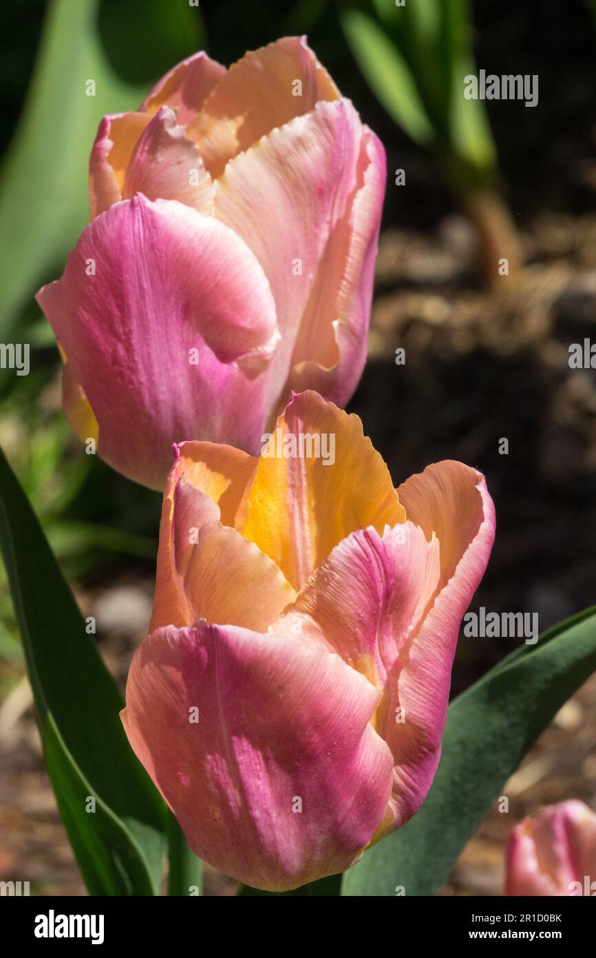 Triumph Tulip, Tulipa „Apricona“, Cremefarbe, Tulip „Apricona“ Stockfoto