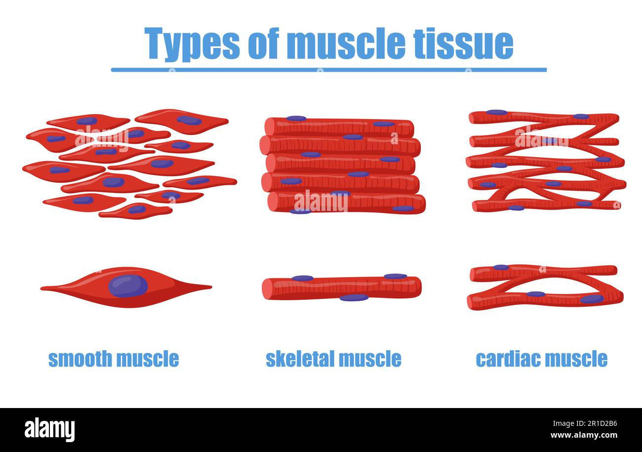 Darstellung verschiedener Arten von Muskelgewebsvektoren Stock Vektor