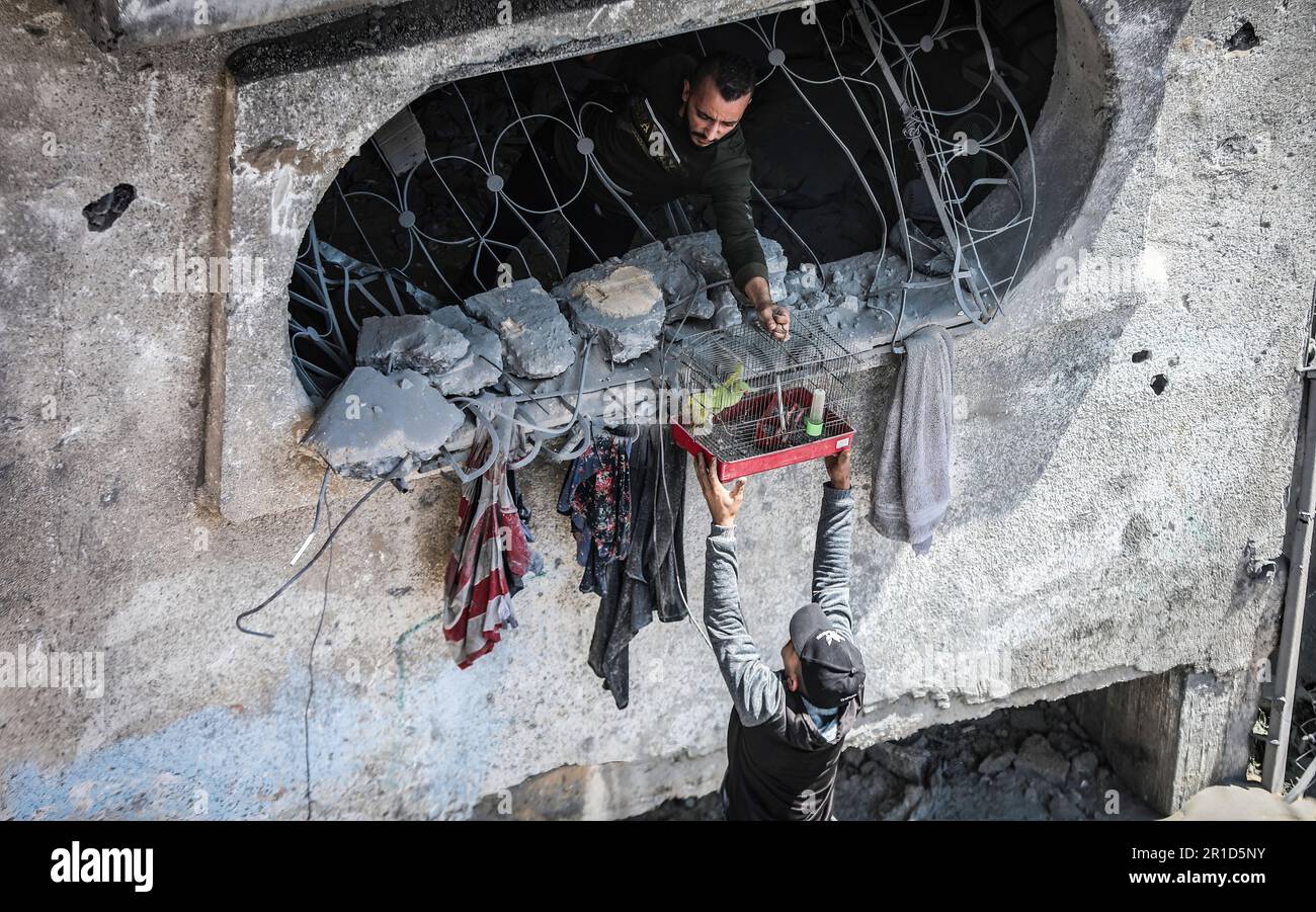 Gaza, Palästina. 12. Mai 2023. Ein Vogel aus einem beschädigten Haus in Beit Lahiya, nördlicher Gazastreifen. Die israelischen Luftangriffe haben Gaza als Reaktion auf das Raketenfeuer militanter Kräfte erneut niedergeschlagen, und nach einer Nacht relativer Ruhe wurden trotz der Bemühungen um einen Waffenstillstand wieder tödliche Kämpfe aufgenommen. (Foto: Nidal Alwaheidi/SOPA Images/Sipa USA) Guthaben: SIPA USA/Alamy Live News Stockfoto