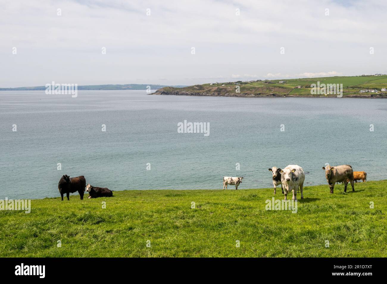 Dunworley Beach, West Cork, Irland. 13. Mai 2023. Touristen und Einheimische besuchten Dunworley Beach heute, um das Beste aus dem warmen Sonnenschein zu machen. Met Eireann hat für die nächsten Tage Temperaturen von 20C °C prognostiziert, nächste Woche wird es regnen. Kredit: AG News/Alamy Live News Stockfoto