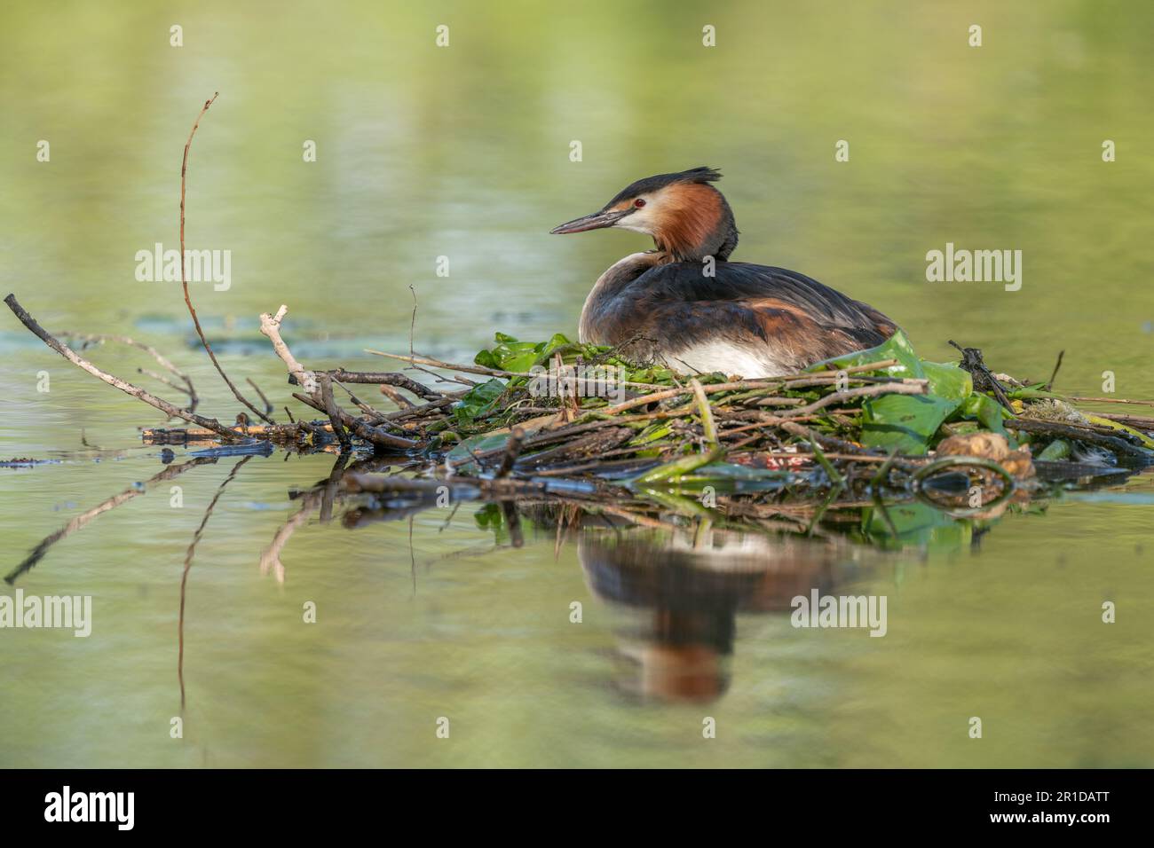 Der große Crested Grebe (Podiceps cristatus) grübelte sein Nest an einem Fluss. Bas-Rhin, Collectivite europeenne d'Alsace, Grand Est, Frankreich. Stockfoto