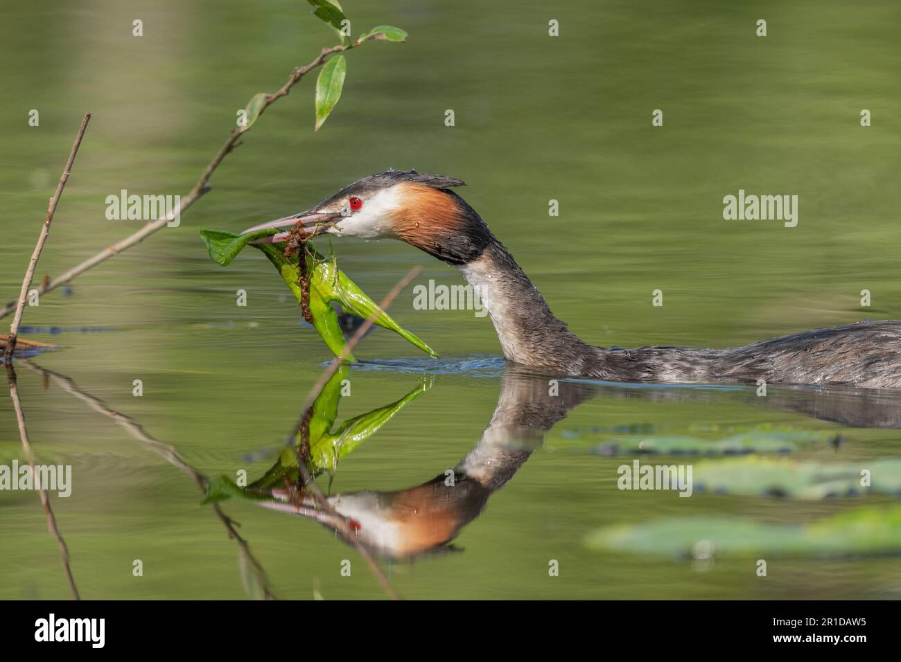 Der große Crested Grebe (Podiceps cristatus) auf seinem Nest mit zwei Eiern. Bas-Rhin, Collectivite europeenne d'Alsace, Grand Est, Frankreich. Stockfoto