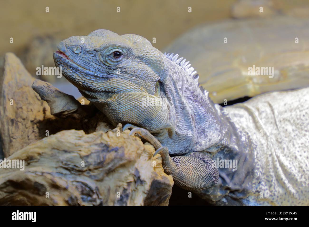 San Esteban Schwarzleguan / San Esteban Spinytail iguana / Ctenosaura conspicuosa Stockfoto