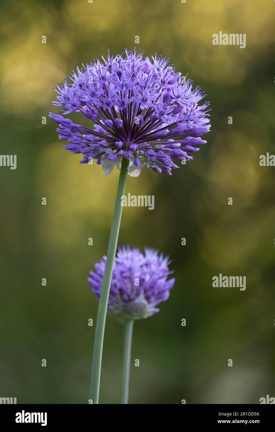 Lila Allium, Allium hollandicum, kugelförmige Blumenköpfe auf üppigem grünen Bokeh-Hintergrund im Frühling oder Sommer, Lancaster, Pennsylvania Stockfoto