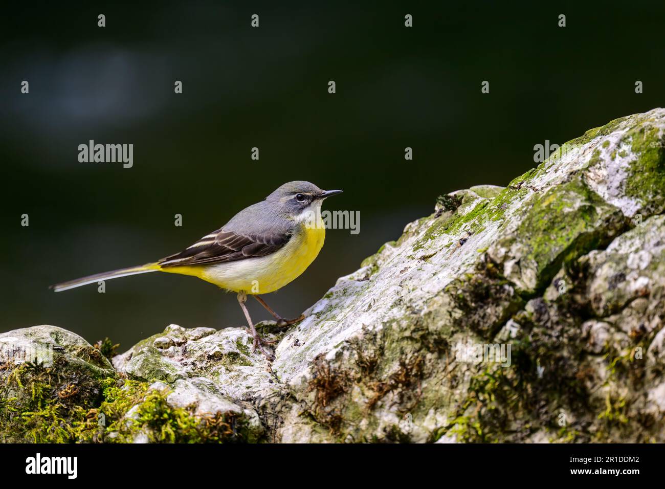 Grauer Schwanz, Motacilla cinerea, hoch oben auf einem Felsen in einem Fluss. Stockfoto