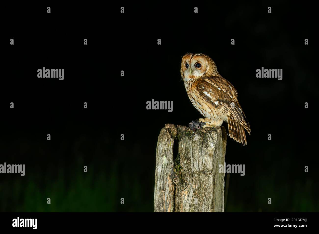 Tawny Owl, Strix aluco, hoch oben auf einem Posten in der Familie Stockfoto