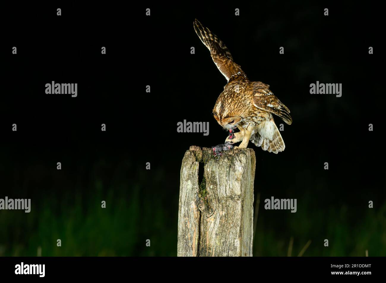 Tawny Eulen, strix aluco, auf einem Pfahl auf dem Ackerland Stockfoto