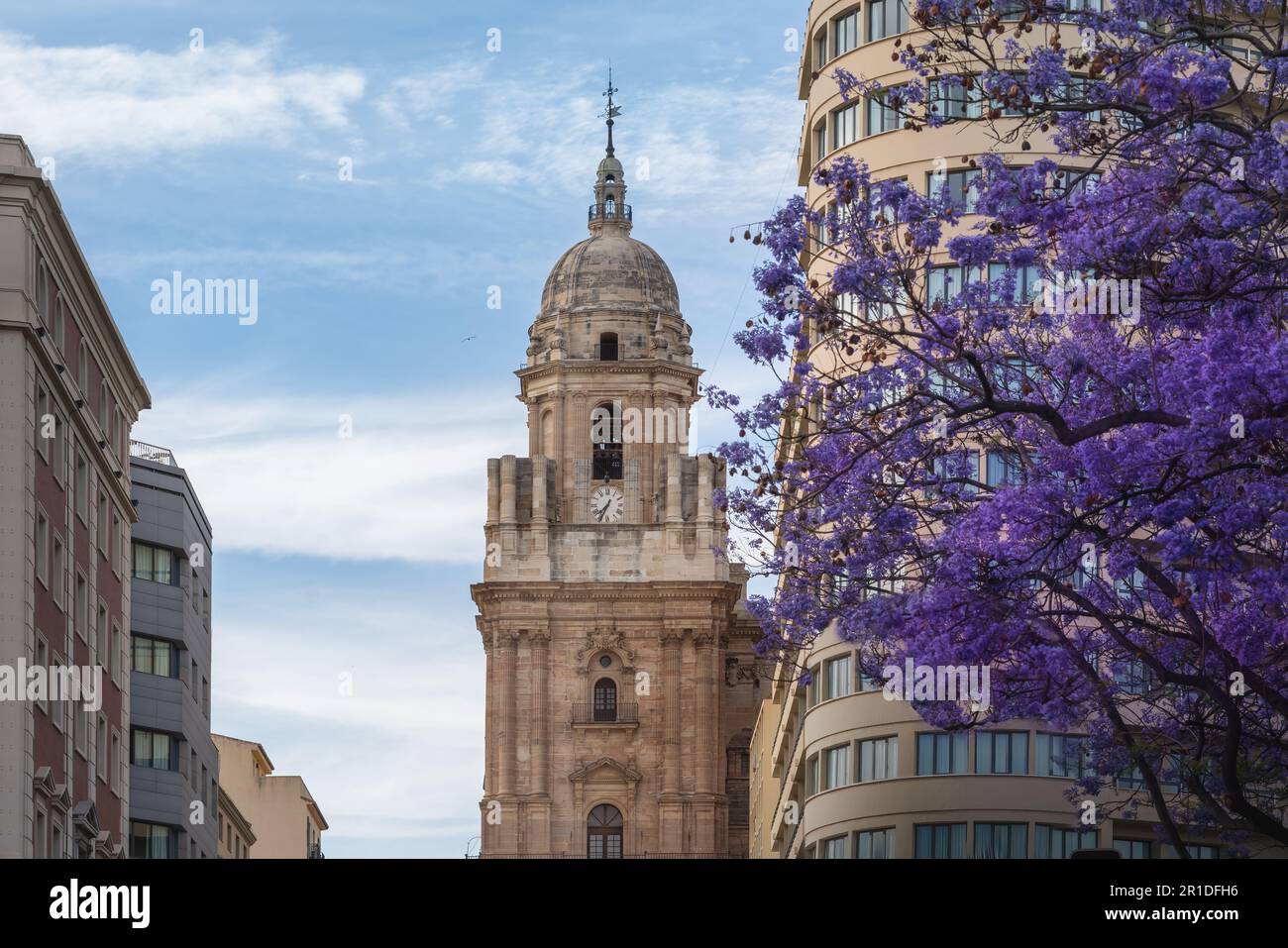 Malaga Kathedrale mit farbenfrohem Jacaranda Baum - Malaga, Andalusien, Spanien Stockfoto