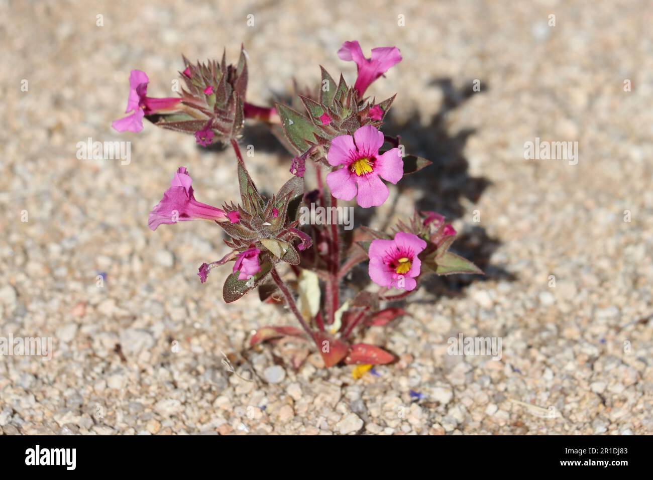 Yellow Throat Monkeyflower, Diplacus bigelovii, zeigt Frühlingsblüten in den Cottonwood Mountains, ein einheimisches Jahr mit Rassemblüten. Stockfoto