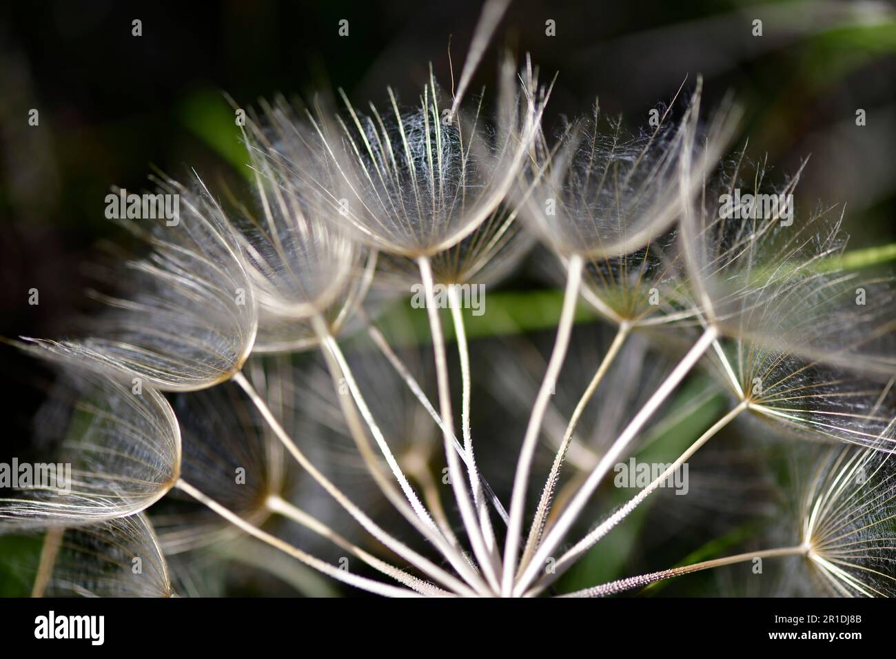 passiflore plante médicinale pour calmer les angoisses et bien dormir Stockfoto