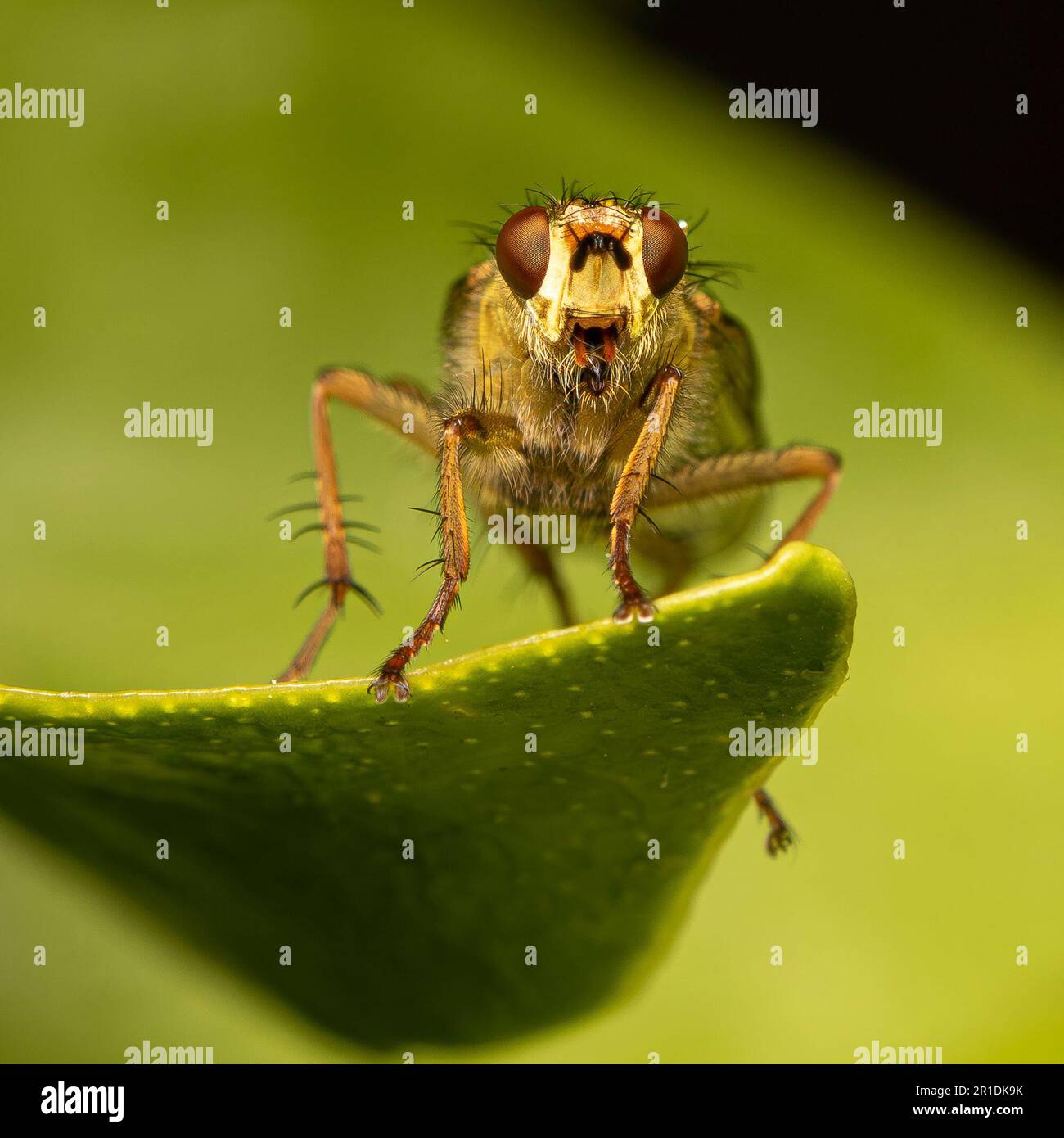 Kidderminster, Großbritannien. 13. Mai 2023. Wetter in Großbritannien: Es ist ein perfekter Insektentag mit viel warmem Sonnenschein, um diese kleinen Tiere gedeihen zu sehen. Kredit: Lee Hudson/Alamy Live News Stockfoto