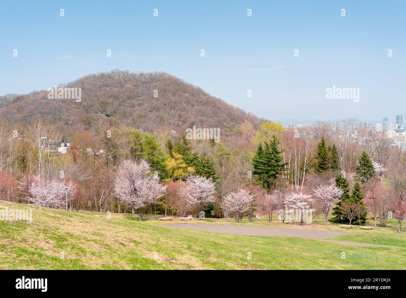 Asahiyama Memorial Park mit Kirschblüten im Frühling in Sapporo, Hokkaido, Japan Stockfoto