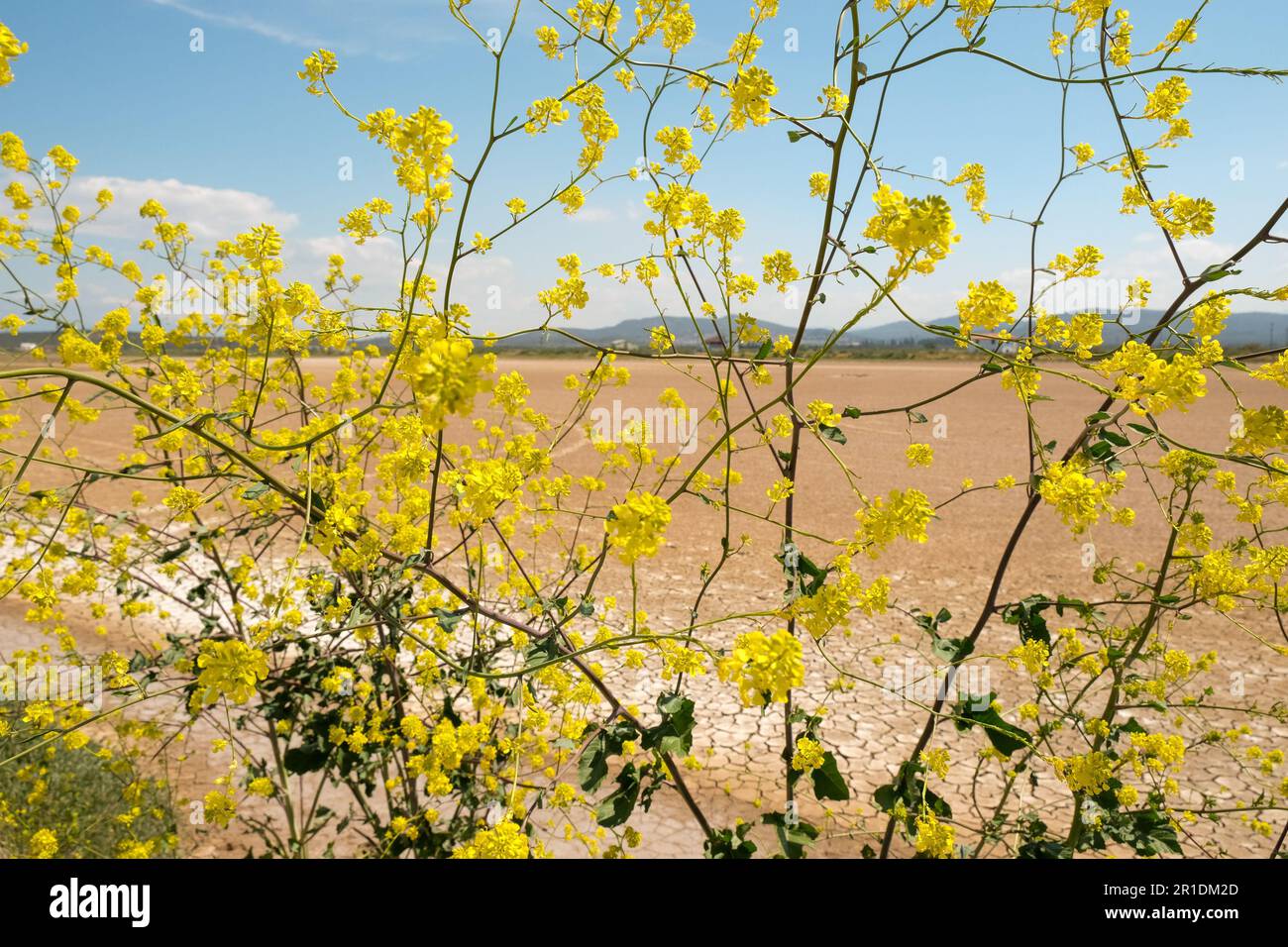 Sehen Sie gelbe Blumen mit isolierter verschwommener Dürre, abstrakte Naturoberfläche und Himmelshintergrund aus nächster Nähe. Stockfoto