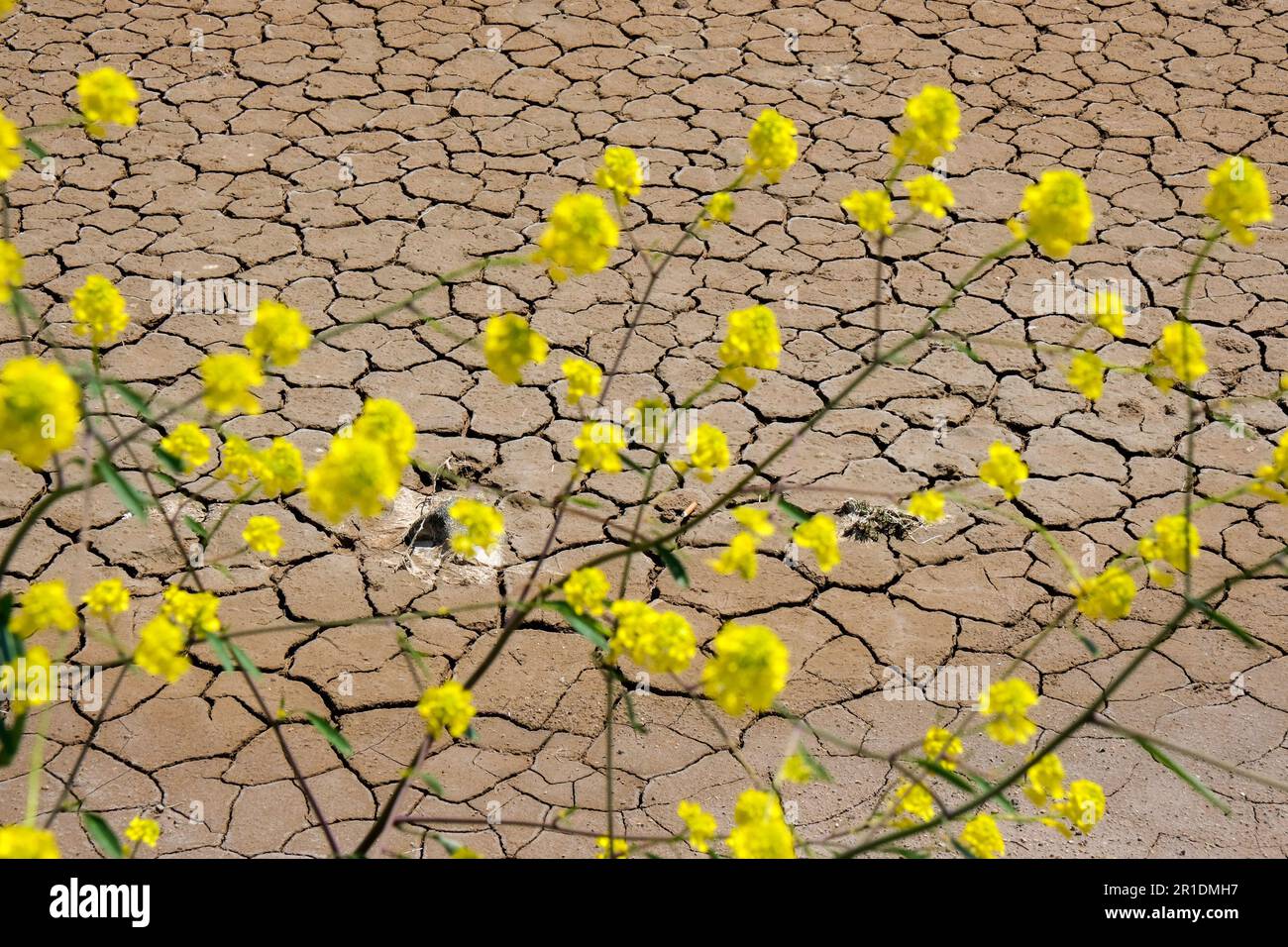 Nahaufnahme gelber Blüten mit isolierter verschwommener Dürre abstrakter Hintergrund der Natur mit gesprungenem Boden. Stockfoto