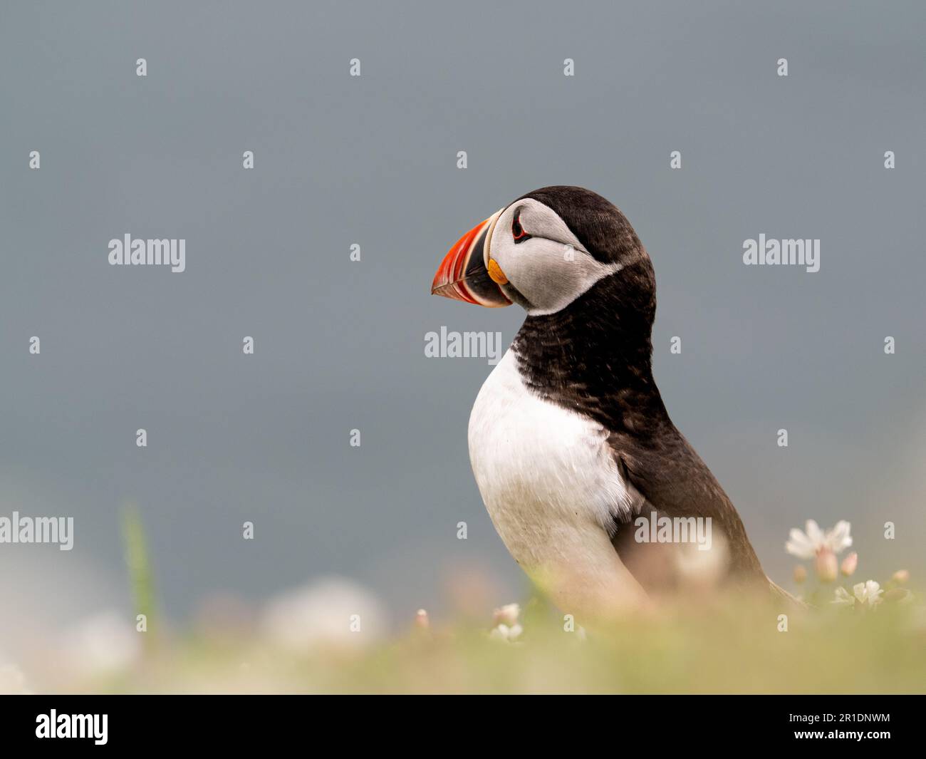 puffin fliegt über das Meer auf skomer Stockfoto