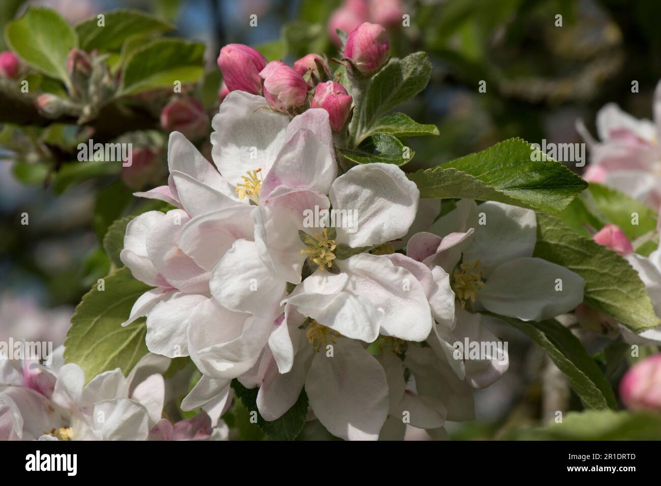 Blüten und rosa Knospen auf cox's orangefarbenem pippin, der Apfelbaum (Malus domestica) mit jungen Blättern im Frühling, Berkshire, Mai isst Stockfoto