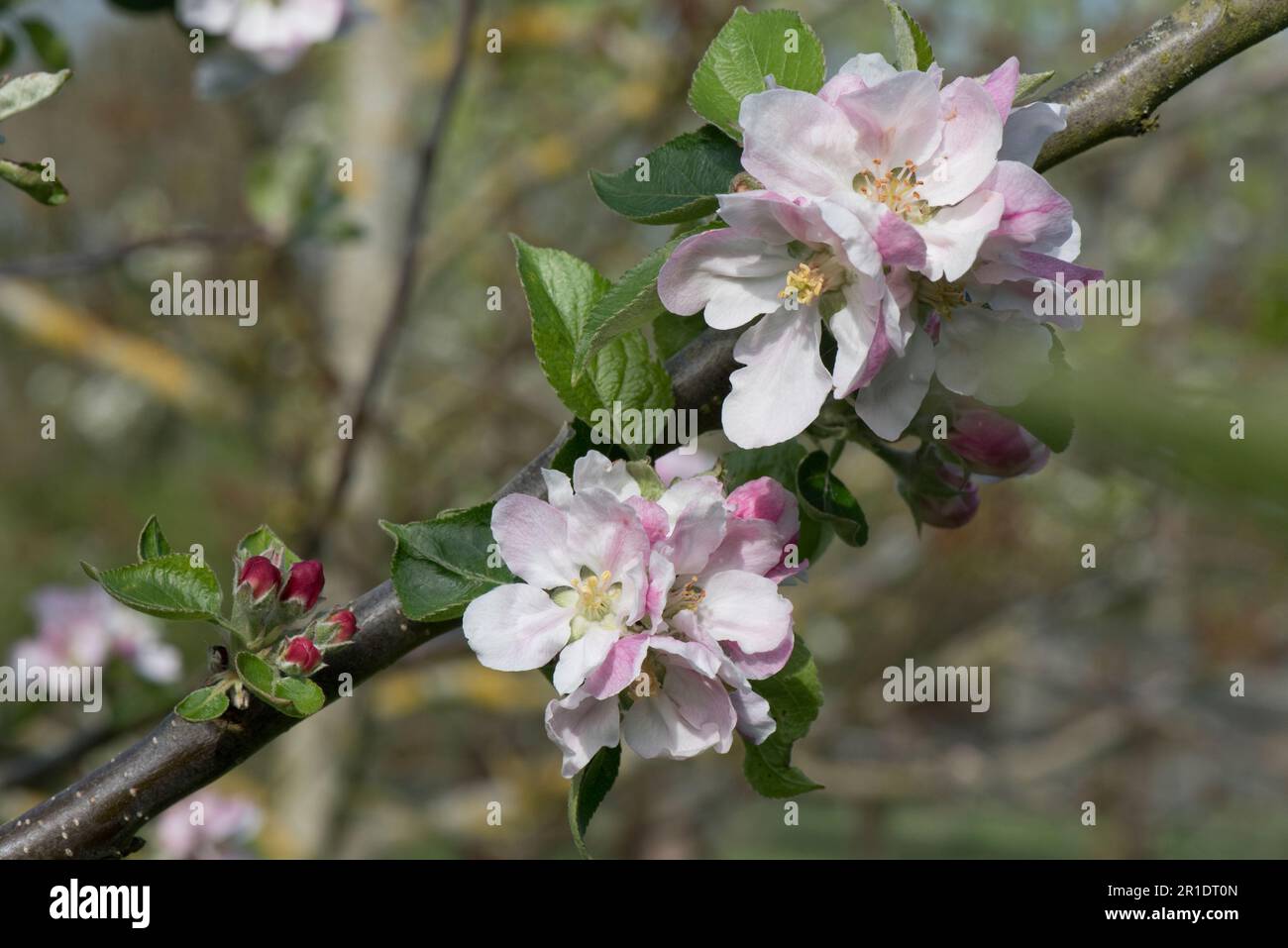 Weiße und rosa Blüten auf einem Bramley-Apfelbaum (Malus domestica) mit jungen Blättern im Frühling, Berkshire, Mai Stockfoto