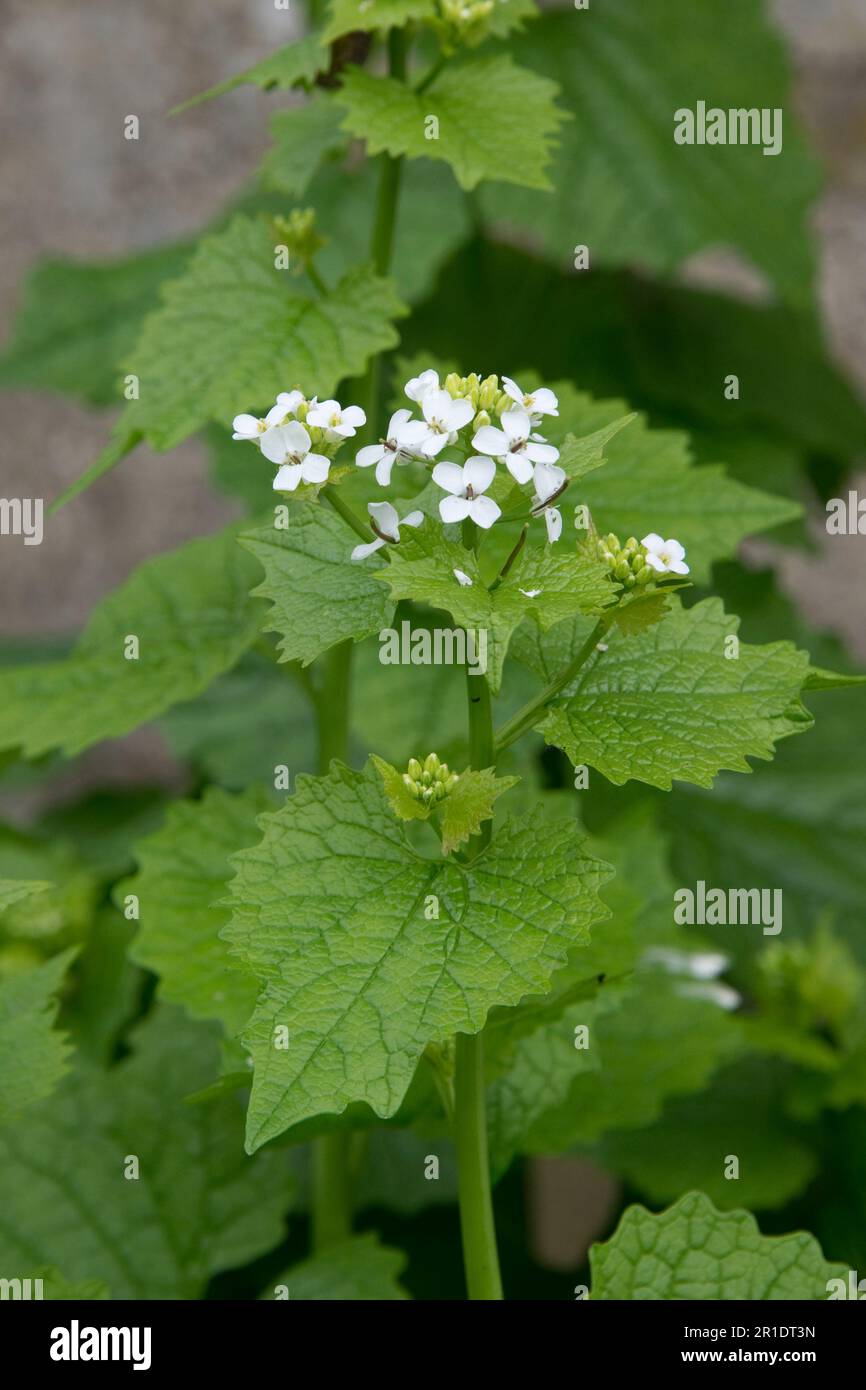 Jack-by-the-Hedge, Knoblauchsenf (Alliaria petiolata), weiße blühende krautige Zweijahrespflanzen auf der Müllhalde, Berkshire, Mai Stockfoto