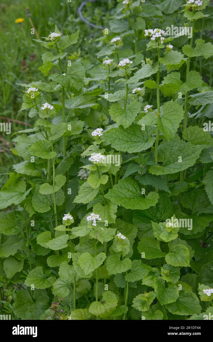 Jack-by-the-Hedge, Knoblauchsenf (Alliaria petiolata), weiße blühende krautige Zweijahrespflanzen auf der Müllhalde, Berkshire, Mai Stockfoto
