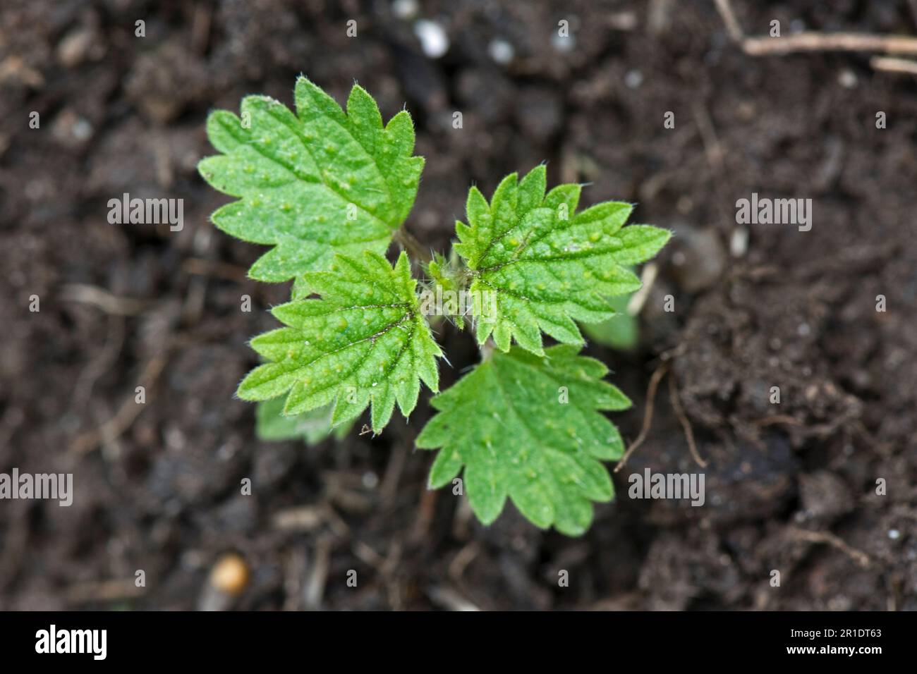 Stechnessel (Urtica dioica) Jungpflanze, Setzling auf nacktem Boden, mehrjähriges Gartenkraut, Berkshire, Mai Stockfoto