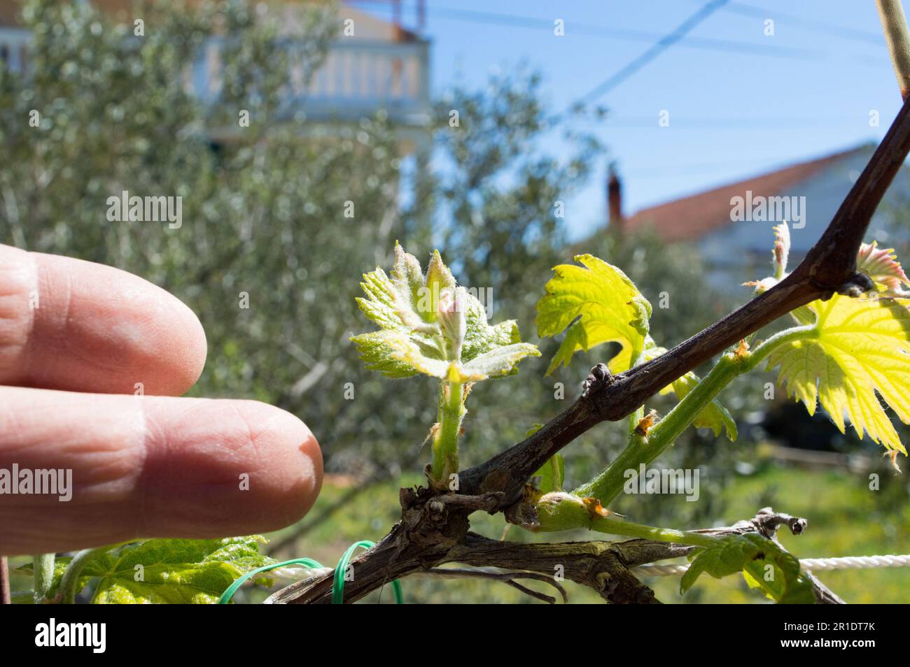 Finger, die auf das Frühjahrswachstum von Weinreben, Vitis, jungen Weinknospen und Blättern in Dalmatien, Kroatien, zeigen Stockfoto