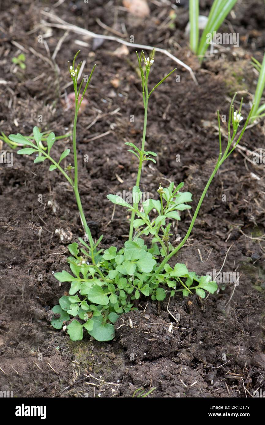 Eine junge blühende, haarige Bitterkresse (Cardamine hirsuta) blühende Pflanze, die Unkraut auf nacktem Gartenboden blüht, Berkshire, Mai Stockfoto