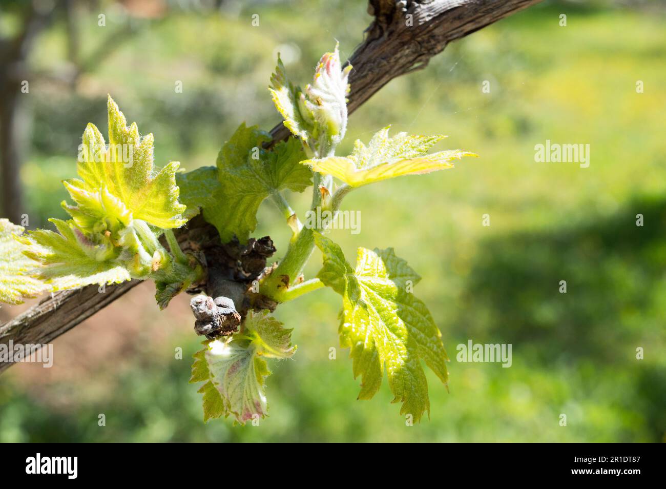 Frühjahrswachstum von Weinreben, Vitis, jungen Weinknospen und Blättern in Dalmatien, Kroatien Stockfoto