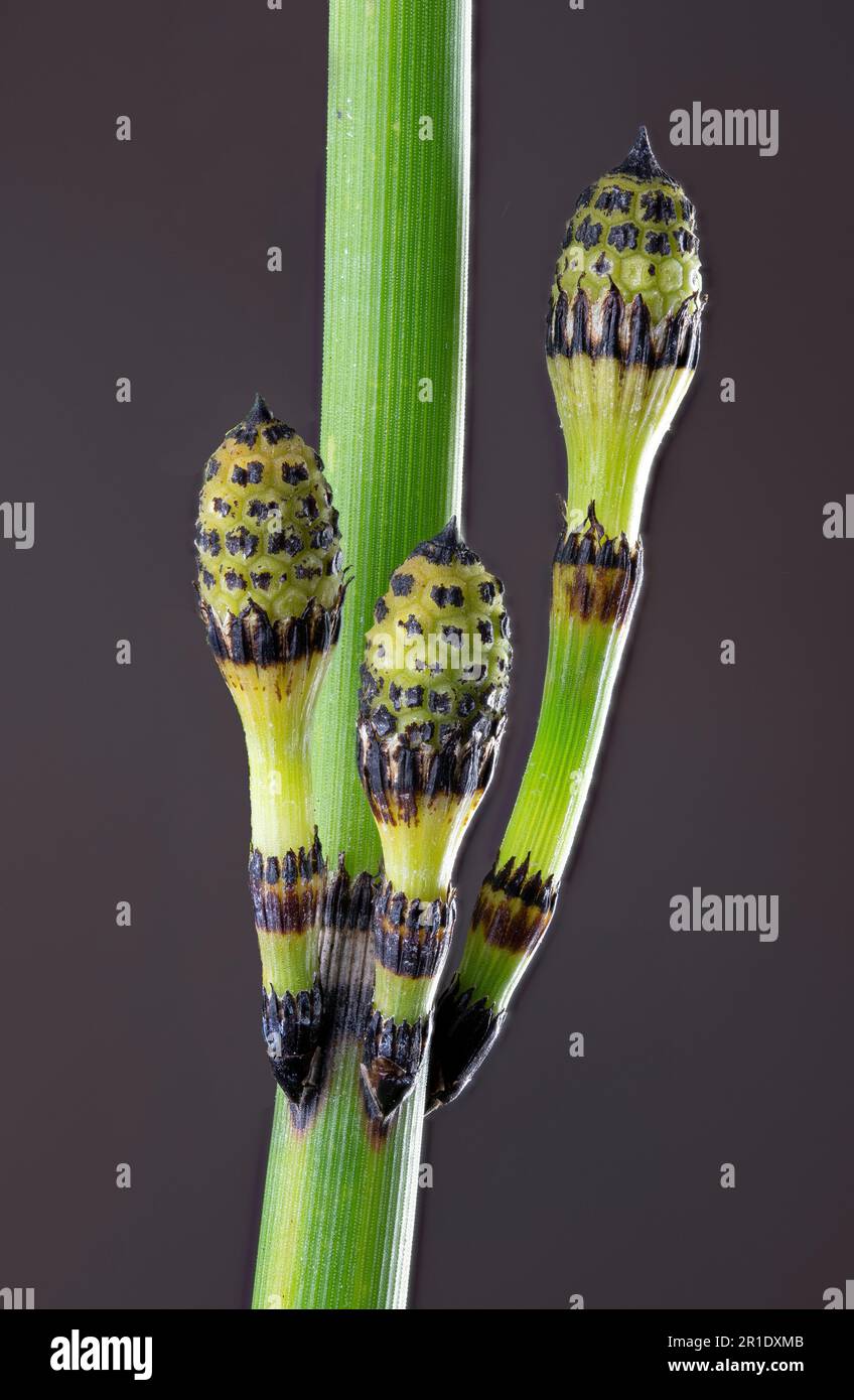 Makroansicht der Schürfeierschwalbenschwanz (Equisetum hyemale) im Frühling. Ovoide Objekte sind unreife sporenbildende Fruchtkörper oder Strobili. Stockfoto