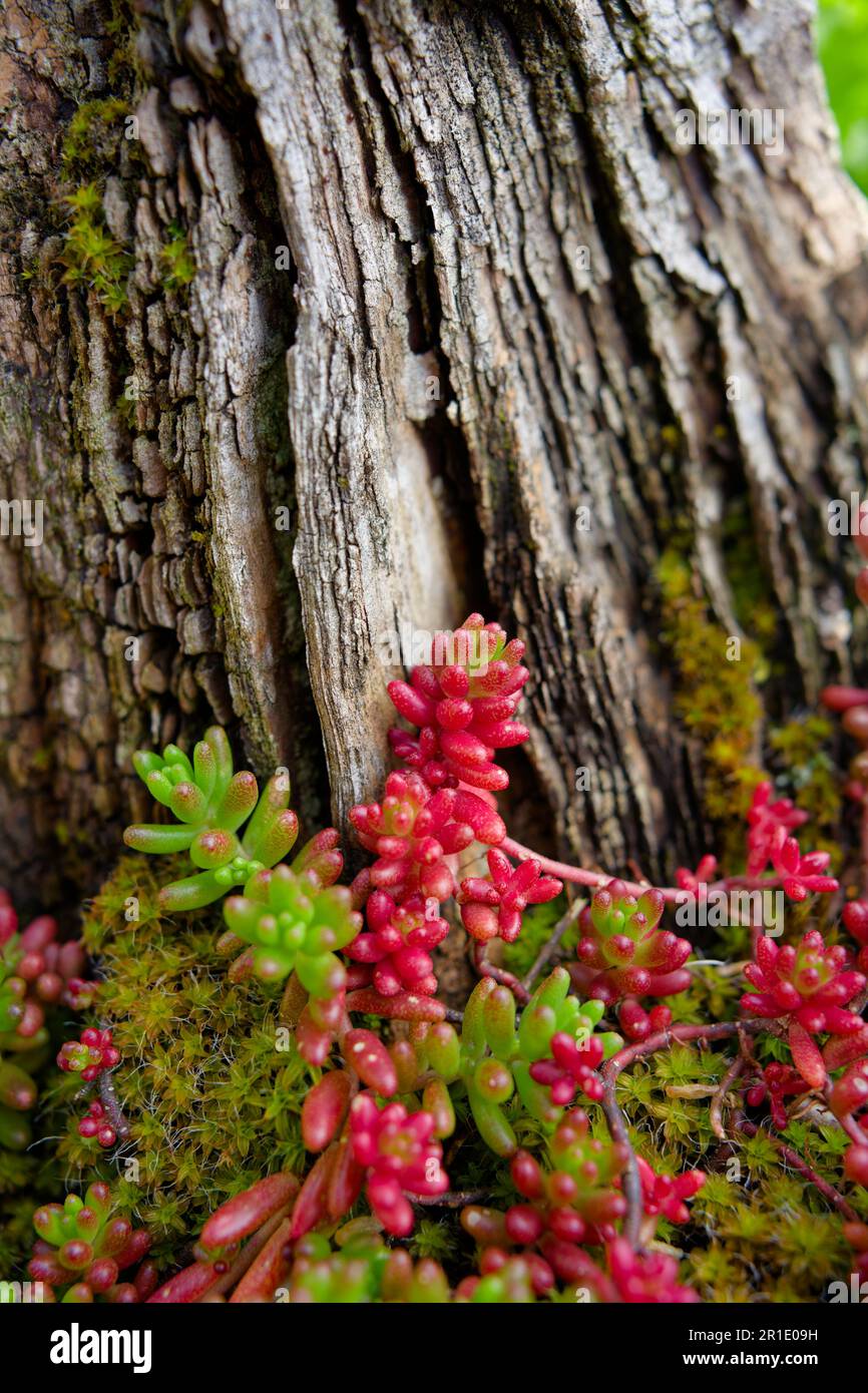 Eine Nahaufnahme der roten Jelly Bean Plant, die unter dem Baumstamm gewachsen ist Stockfoto