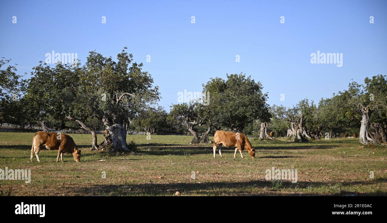 Ländliche Landschaft mit malerischem Blick auf Kühe, die auf dem Land von Cava Ispica in Sizilien, Italien, weiden. Stockfoto