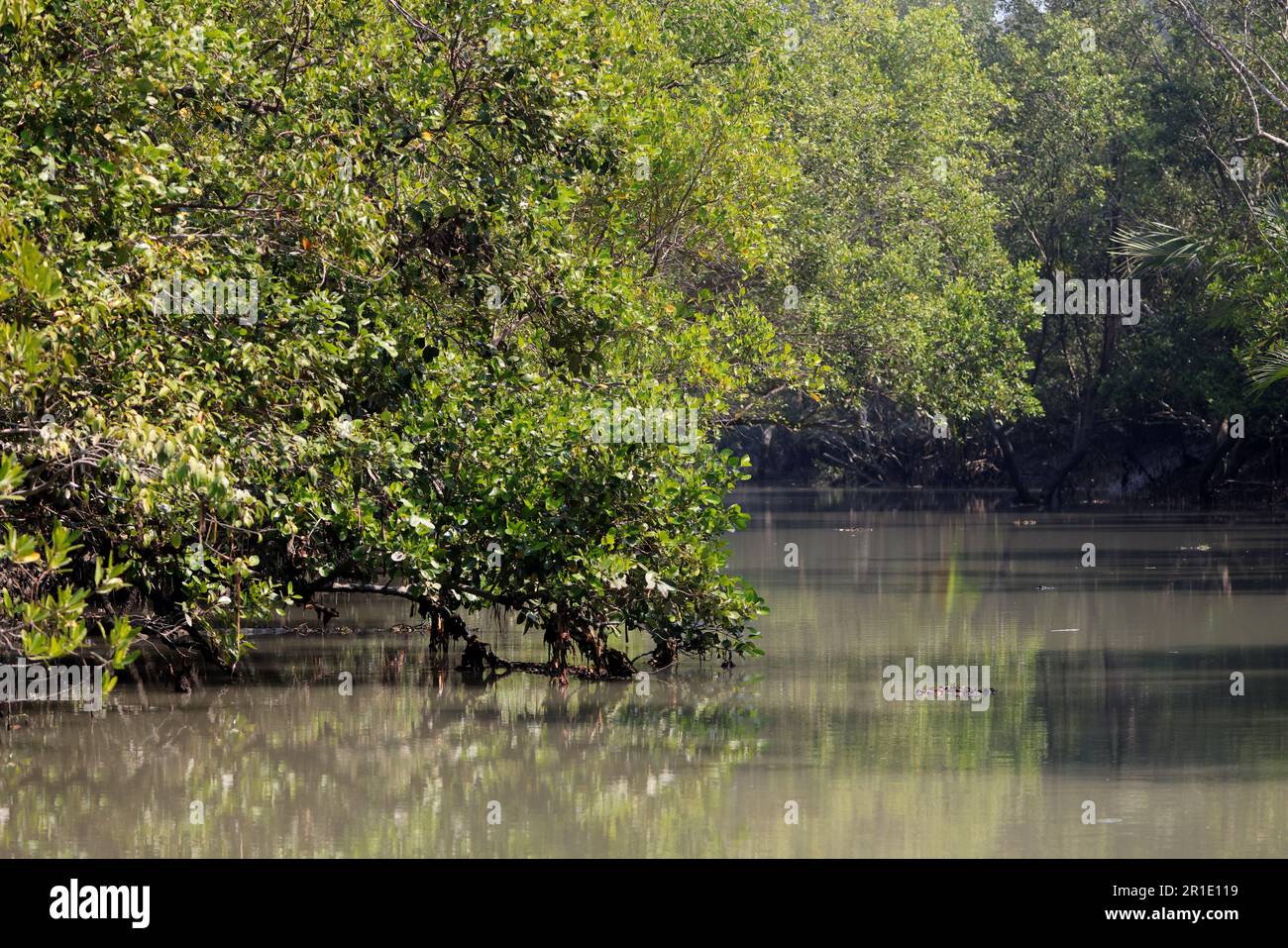 Ein Kanal in Sundarbans. Sundarbans ist der größte natürliche Mangrovenwald der Welt, der sich zwischen Bangladesch und Indien befindet. Stockfoto