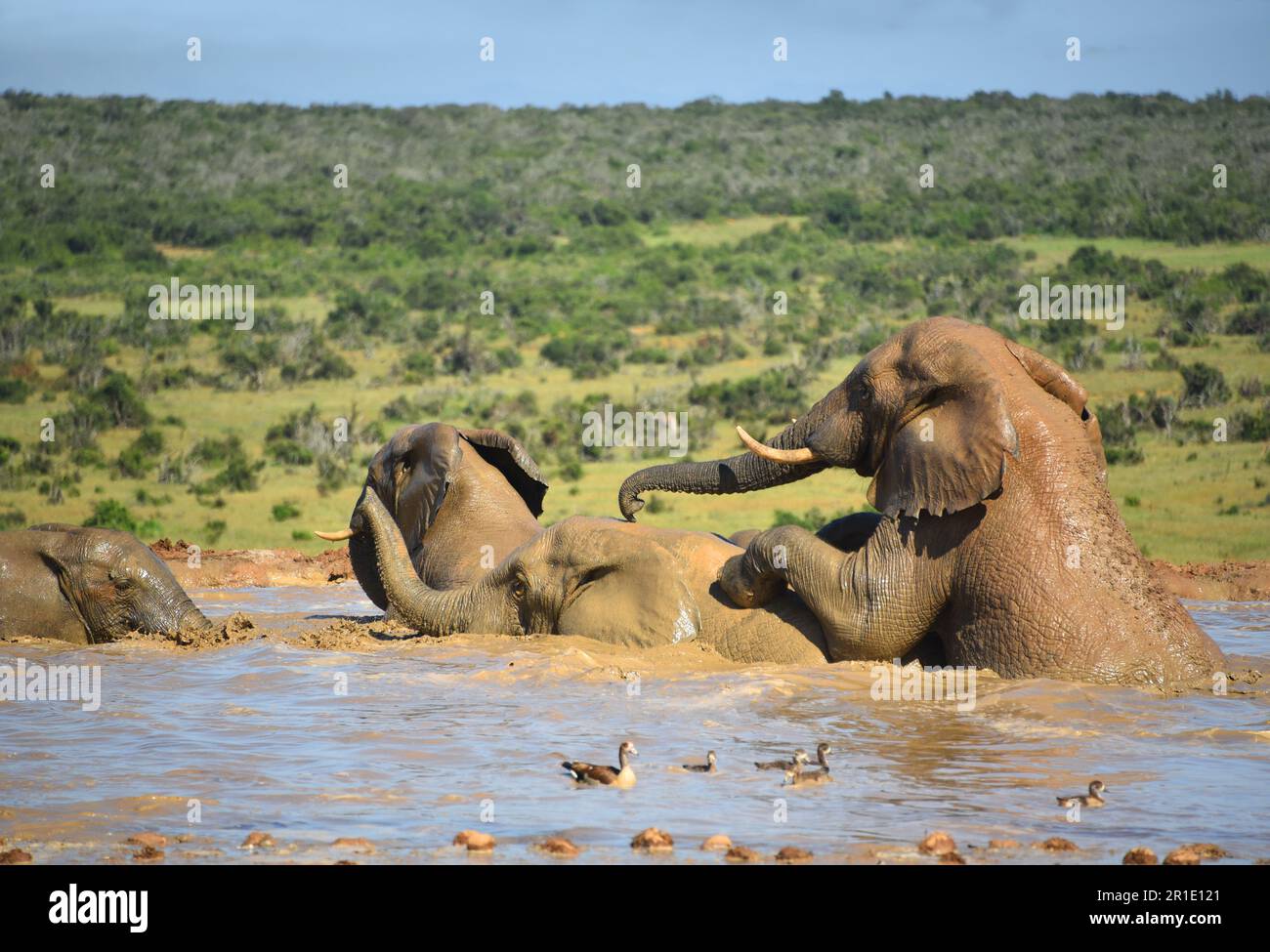 Nahaufnahme einer Gruppe wilder afrikanischer Elefanten, die sich paaren und in einem südafrikanischen Wildnis-Wasserloch baden. Stockfoto