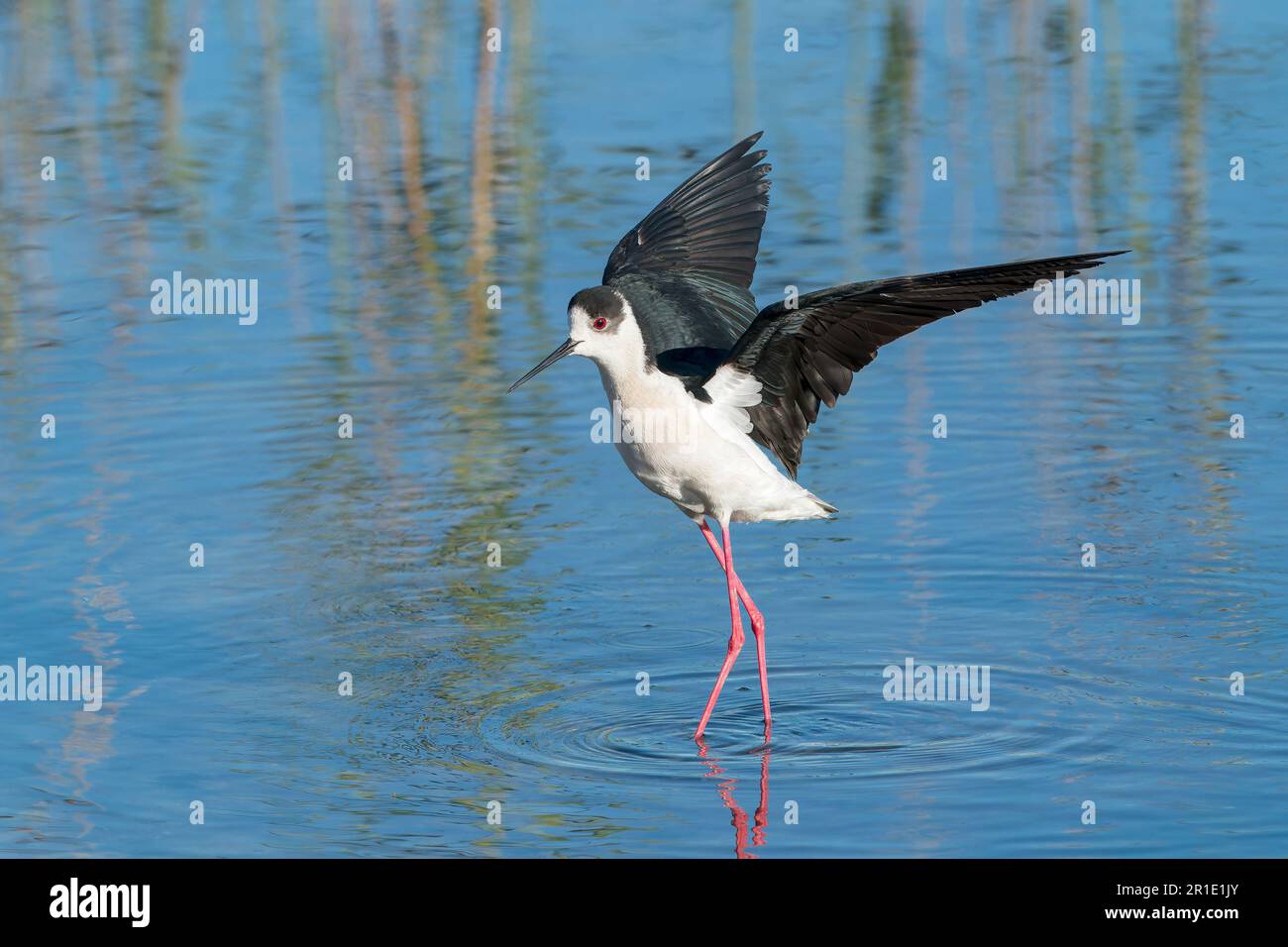 Schwarzflügelpfahl, Himantopus himantopus, alleinstehender Erwachsener, der bei der Landung im flachen Wasser anruft, Albufera, Mallorca, Balearen, Spanien Stockfoto