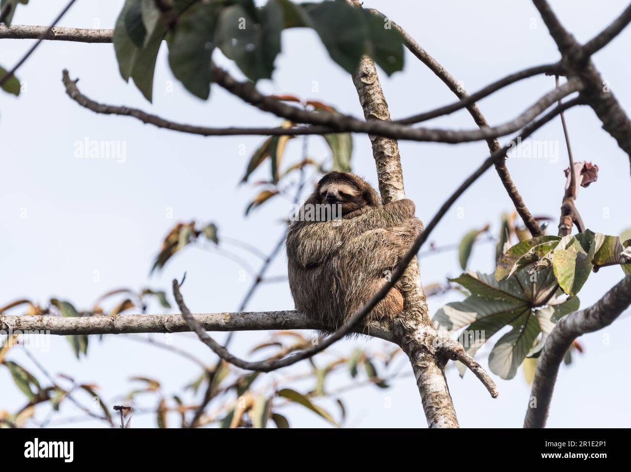 Bradypus variegatus (Bradypus varegatus) in einem Baum in Cerro Azul, Panama Stockfoto