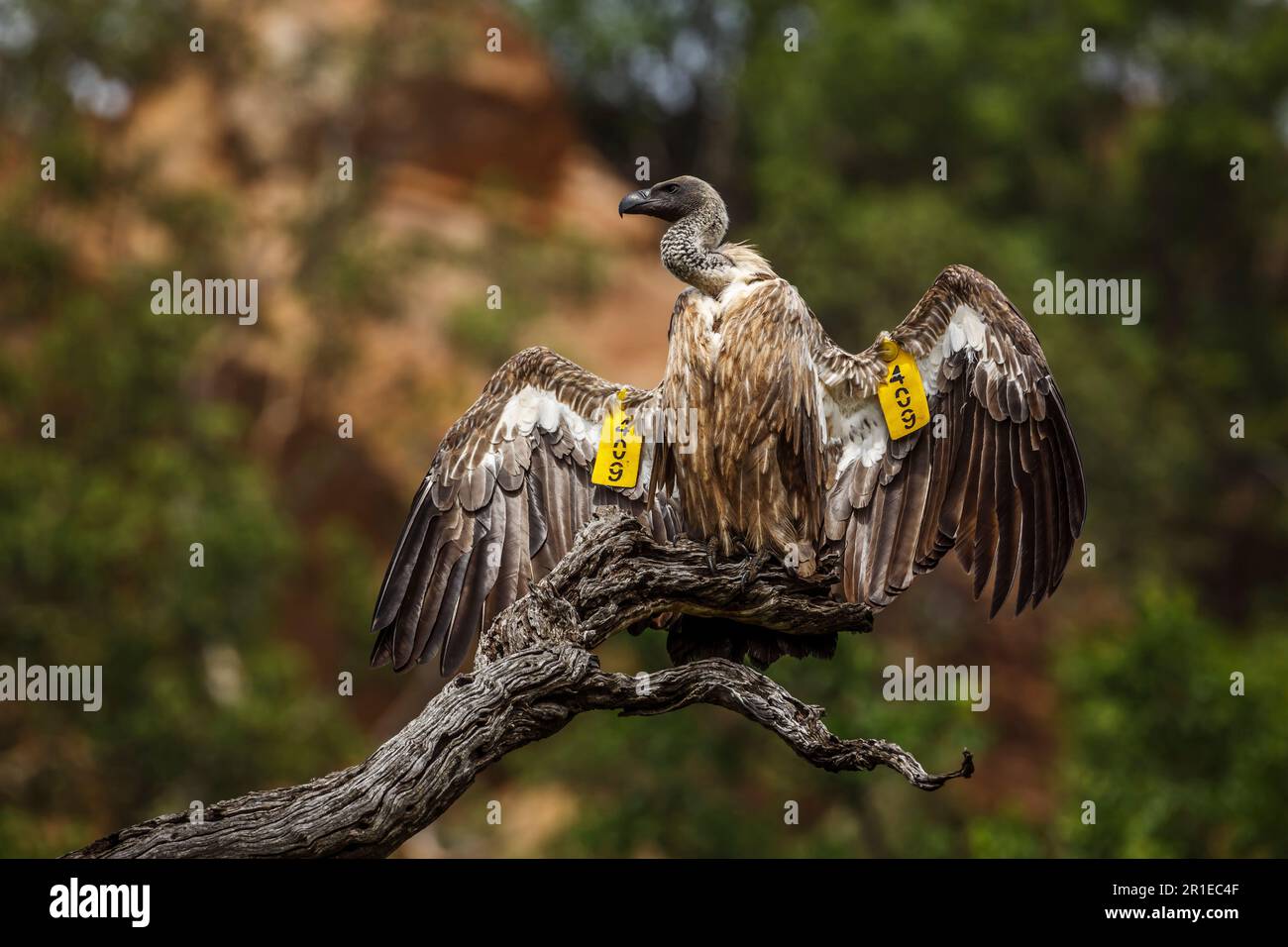 Im Kruger-Nationalpark, Südafrika, breitete sich der weiße Zwerg unter Regen aus; Specie Gyps africanus Familie der Accipitridae Stockfoto