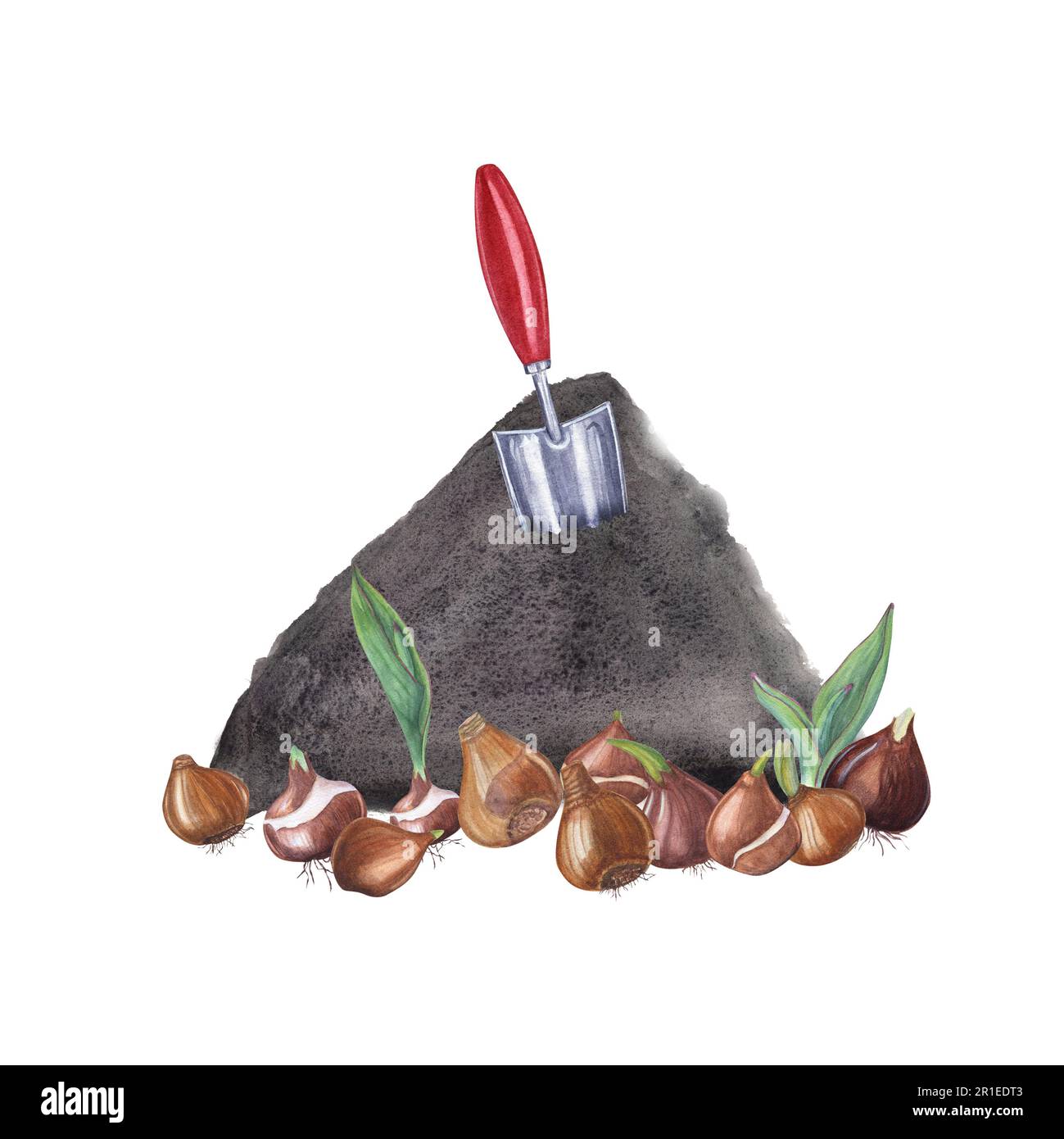 Handkelle mit rotem Griff in schwarzem Boden, Tulpenknollen, Narzissen auf weißem Hintergrund isoliert. Aquarelldarstellung für das Postkartendesign Stockfoto