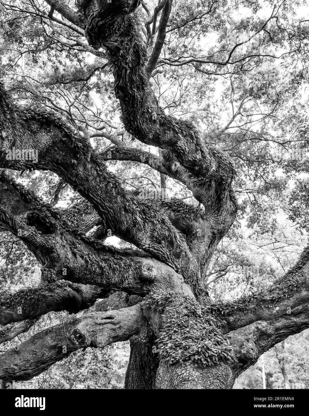 Große und alte historische Eichenäste und Baumstämme Stockfoto