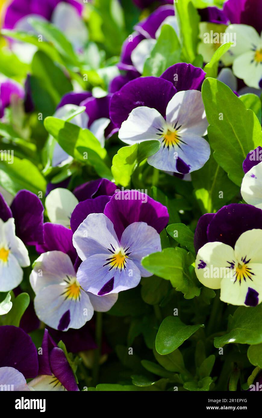 Nahaufnahme kleiner Wildschweinblumen im Frühling auf einem Blumenbeet. Stockfoto