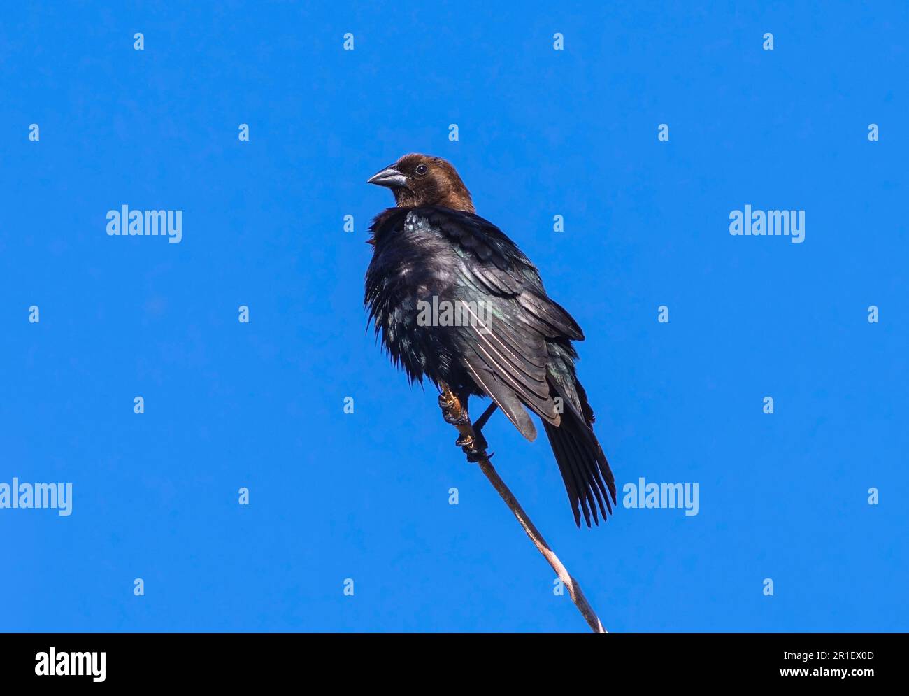 Ein brauner Cowbird sitzt auf einem Steg vor einem tiefen blauen Himmel und schüttelt seine glitzernden dunklen Federn in der Sonne aus. Stockfoto