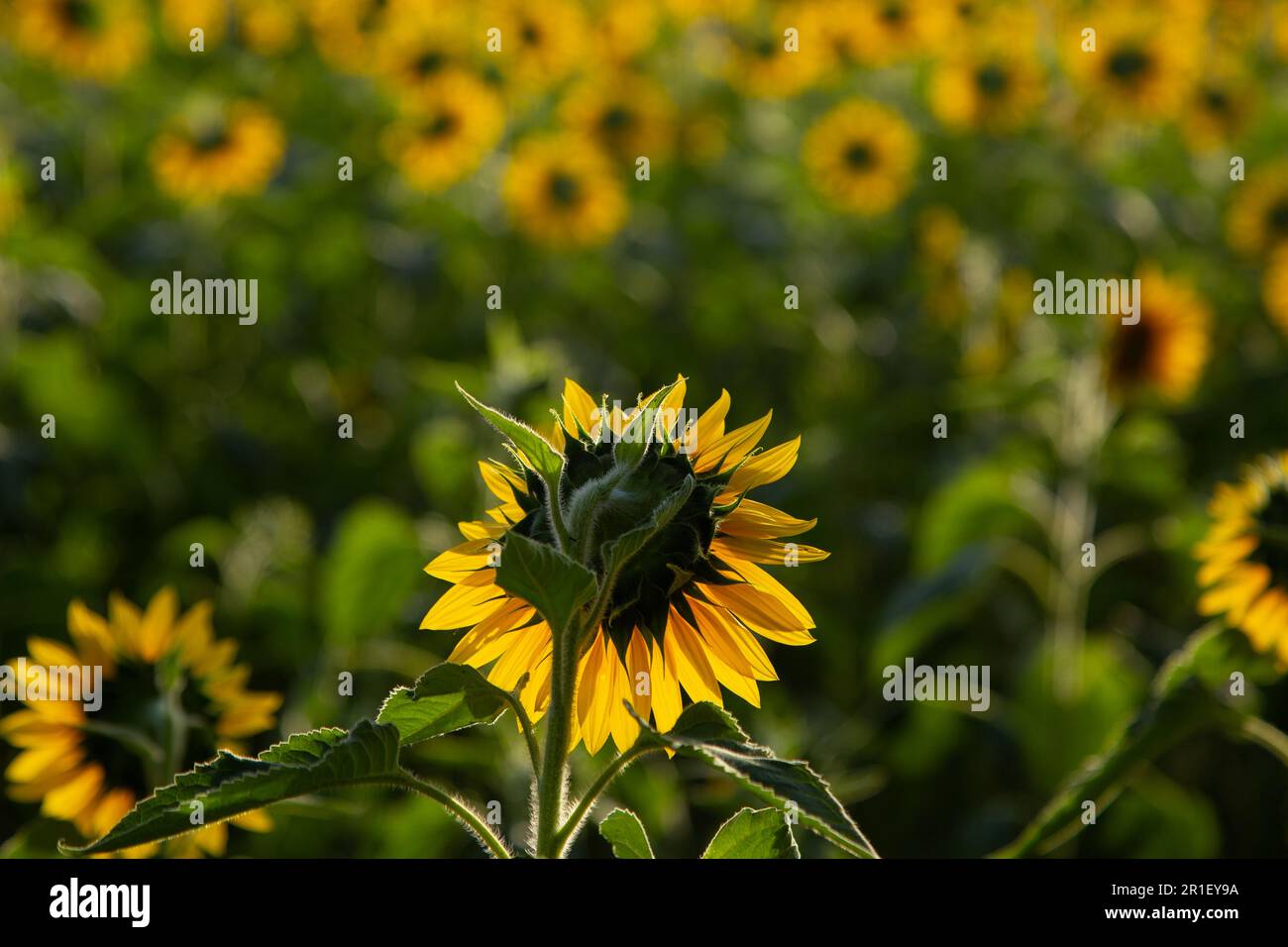 Goiânia, Goias, Brasilien – 10. Mai 2023: Eine Sonnenblume im Fokus und eine Plantage außerhalb des Fokus. Fotografiert gegen Licht und von hinten. Stockfoto