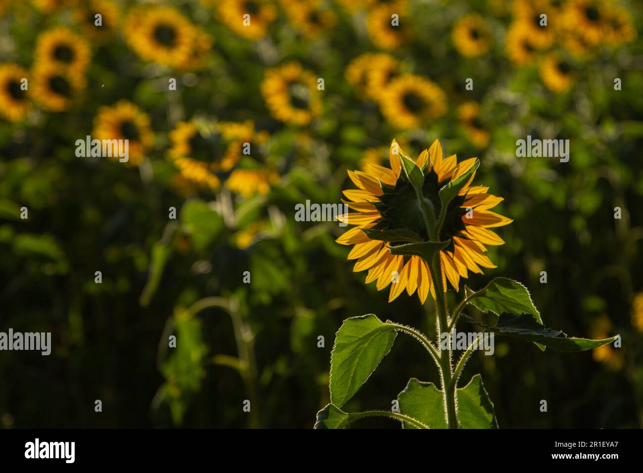 Goiânia, Goias, Brasilien – 10. Mai 2023: Eine Sonnenblume im Fokus und eine Plantage außerhalb des Fokus. Fotografiert gegen Licht und von hinten. Stockfoto