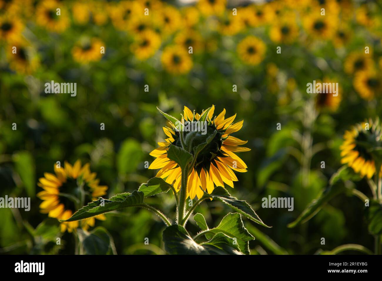 Goiânia, Goias, Brasilien – 10. Mai 2023: Eine Sonnenblume im Fokus und eine Plantage außerhalb des Fokus. Fotografiert gegen Licht und von hinten. Stockfoto