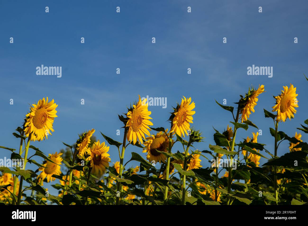 Bela Vista de Goias, Goias, Brasilien – 11. Mai 2023: Details einer Sonnenblumenplantage mit blauem Himmel im Hintergrund. Stockfoto