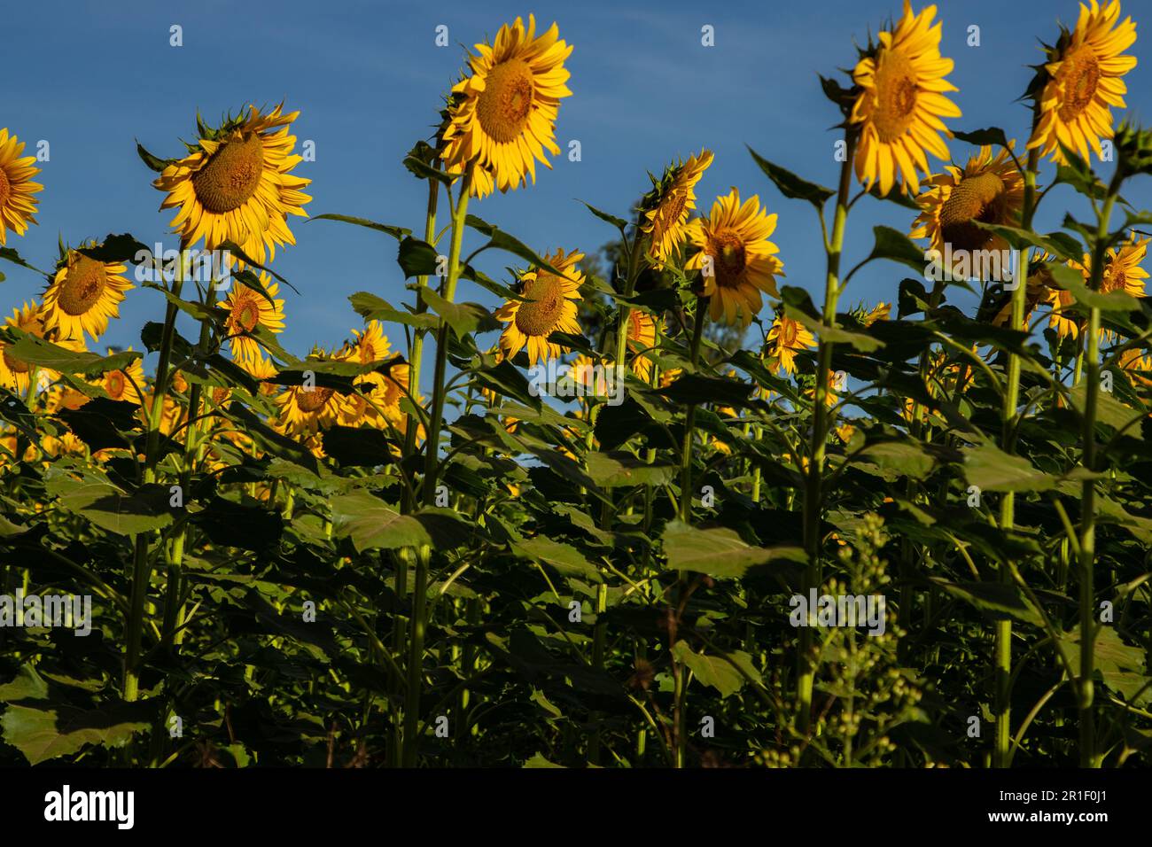 Bela Vista de Goias, Goias, Brasilien – 11. Mai 2023: Details einer Sonnenblumenplantage mit blauem Himmel im Hintergrund. Stockfoto