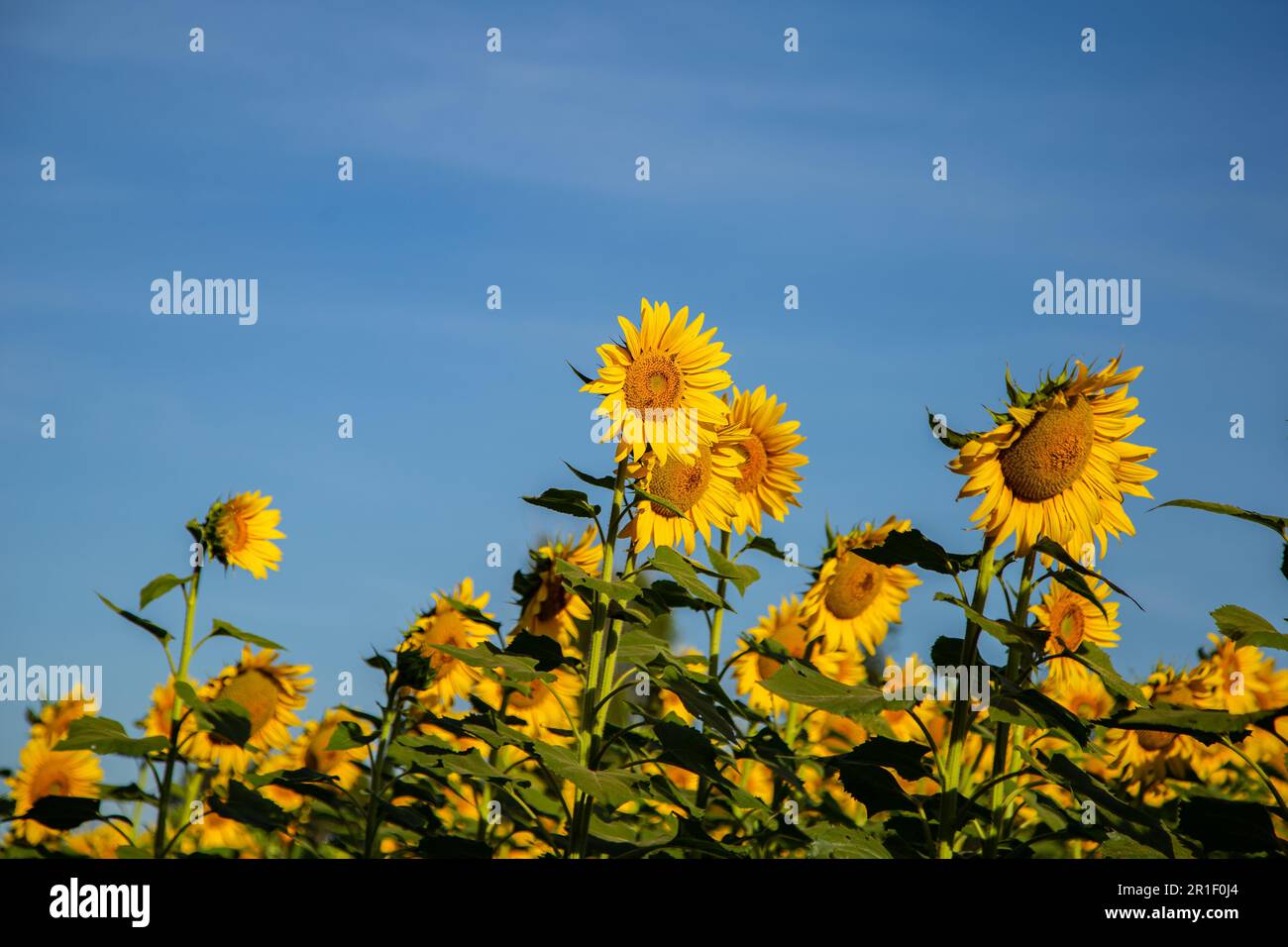 Bela Vista de Goias, Goias, Brasilien – 11. Mai 2023: Details einer Sonnenblumenplantage mit blauem Himmel im Hintergrund. Stockfoto